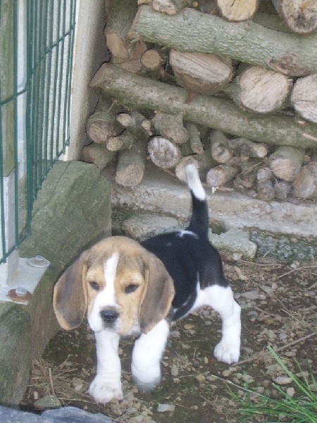 Publication : du minez guellec Auteur : DAGORNE