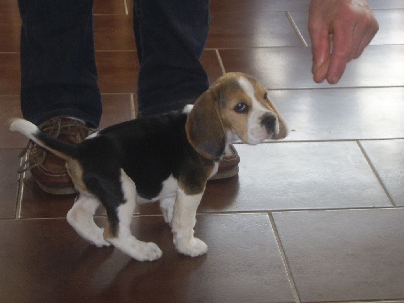 Publication : du minez guellec Auteur : DAGORNE