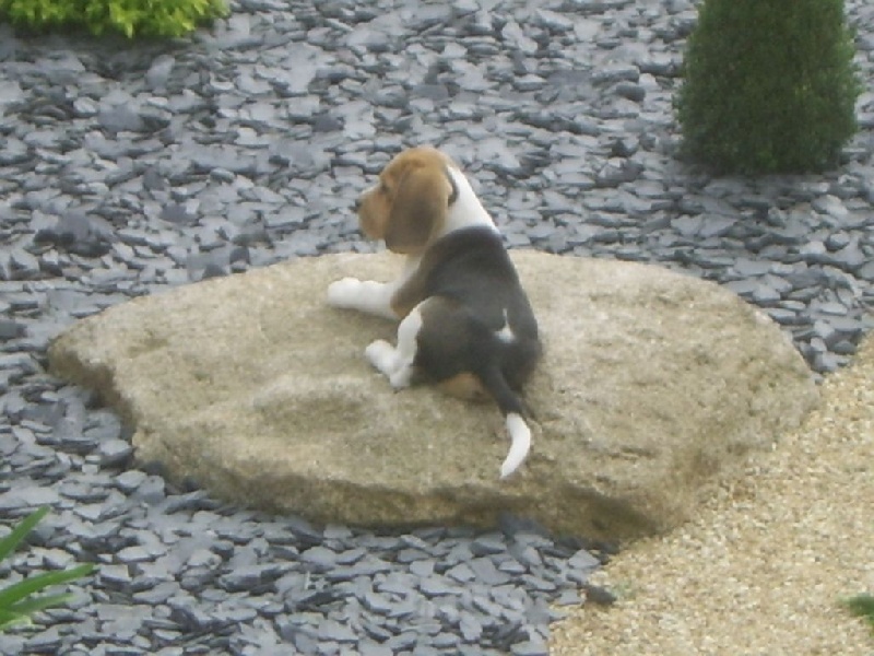 Publication : du minez guellec Auteur : DAGORNE