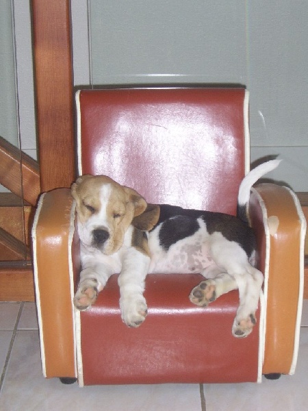 Publication : du minez guellec Auteur : DAGORNE