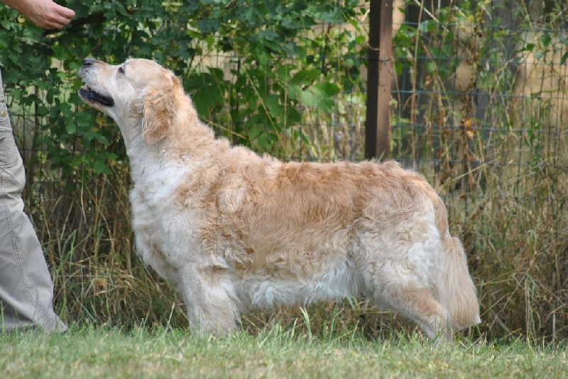 Ch veteran ghalia (Sans Affixe) - 4 Excellent