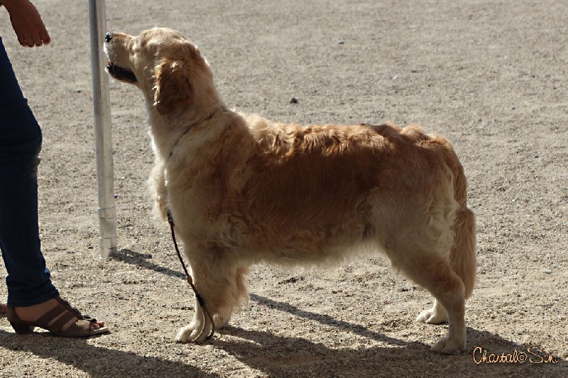 Ch veteran ghalia (Sans Affixe) - 2ème Excellent