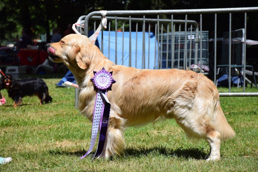 CH. Jch luc skywalker du Clos des Facons - 2 excellent