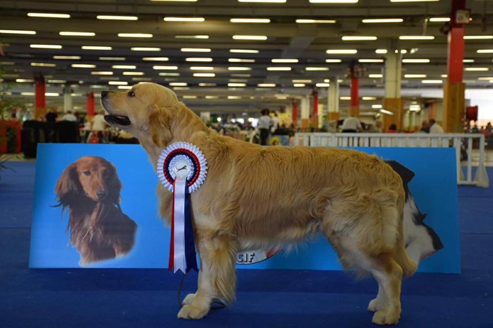 CH. Jch luc skywalker du Clos des Facons - 3eme excellent (ouverte)