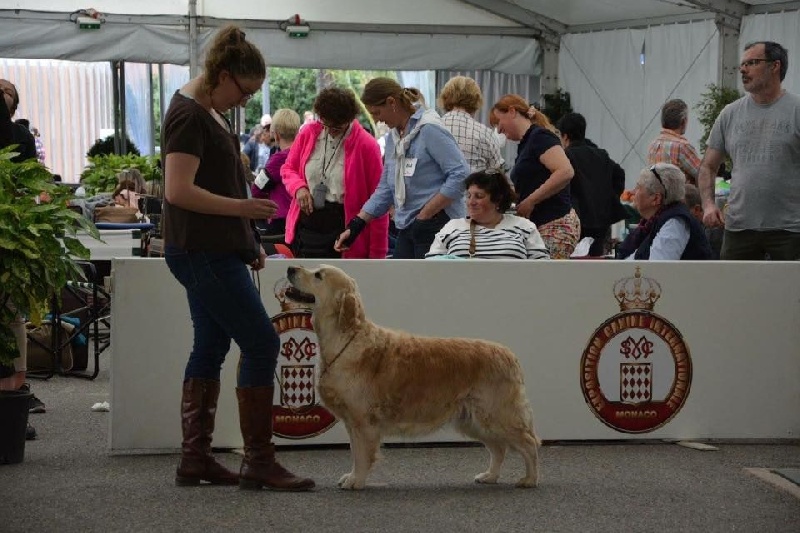 Ch veteran ghalia (Sans Affixe) - 1 EXcellent / Meilleur Veteran / CH Vet Monaco
