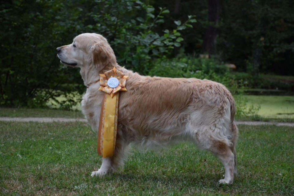 Ch veteran ghalia (Sans Affixe) - 1excellent, championne veteran Luxembourg