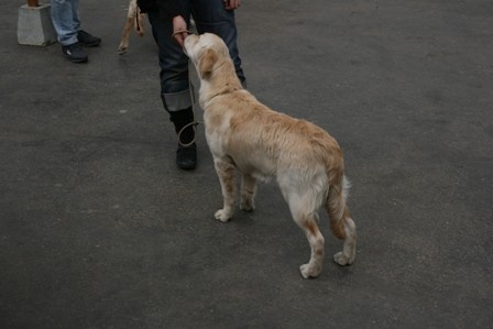 Ch veteran ghalia (Sans Affixe) - Prometteur (pas de classement)