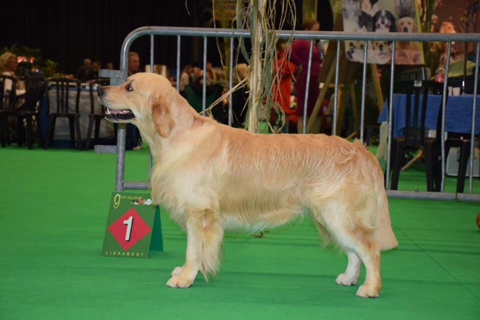 CH. Jch luc skywalker du Clos des Facons - 1 excellent