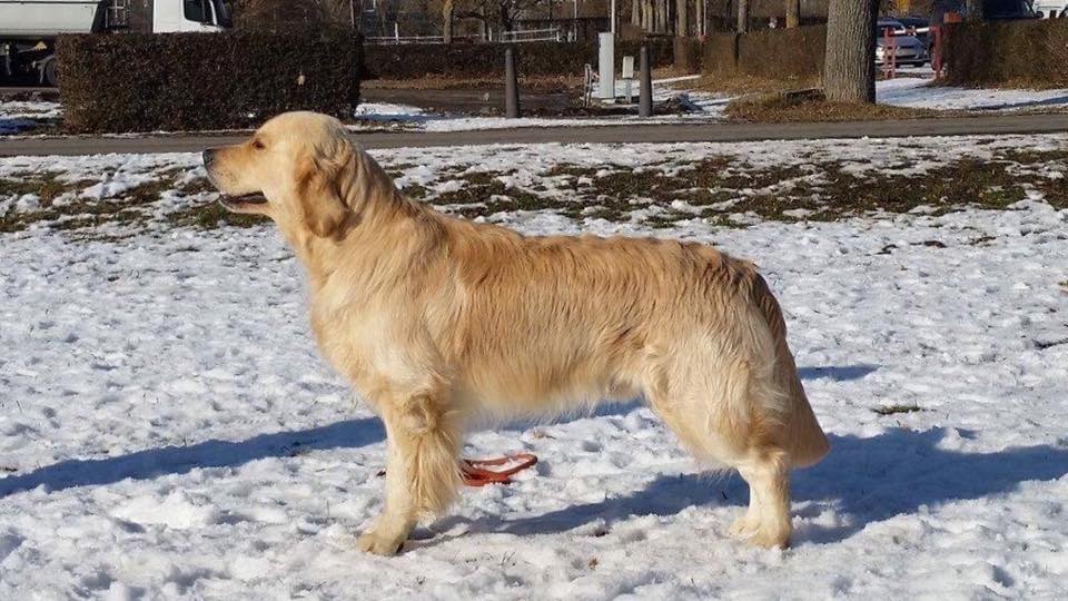 CH. Jch luc skywalker du Clos des Facons - 4ème excellent