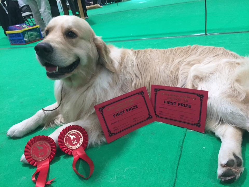 CH. Jch luc skywalker du Clos des Facons - 1 post graduate // 1 limit // studbooknumber // crufts qualif for life