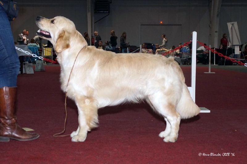 CH. Jch luc skywalker du Clos des Facons - 1 excellent / Meilleur jeune / Jeune champion belge