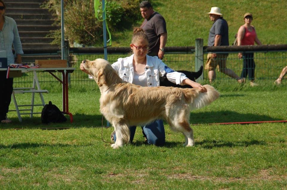 CH. Jch luc skywalker du Clos des Facons - 1 excellent, Meilleur Mâle Golden