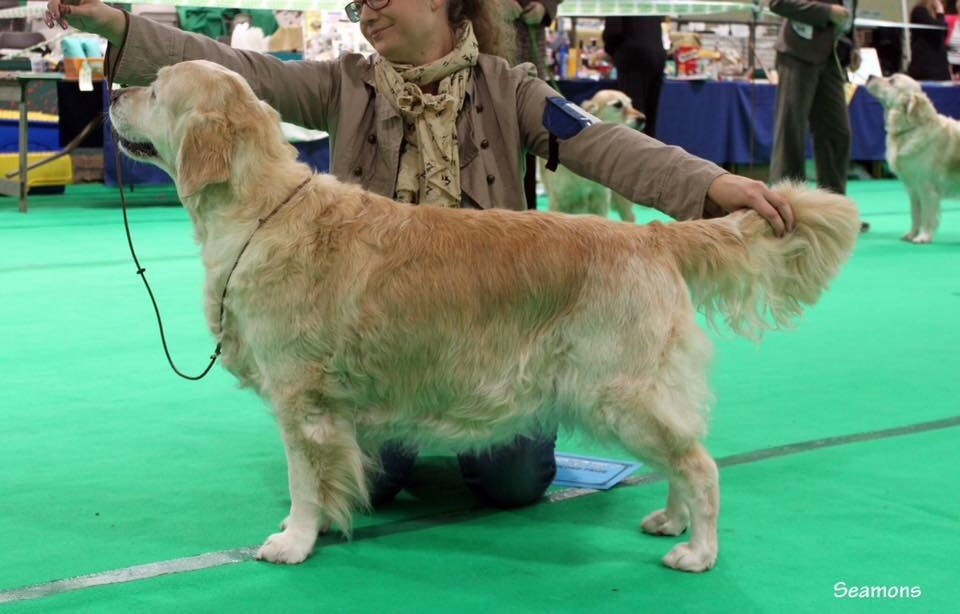 Ch veteran ghalia (Sans Affixe) - 2 veteran +9 ans // 4 Reserve veteran +7 ans