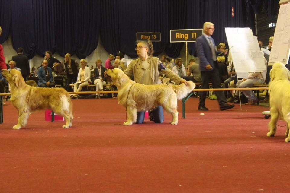 CH. Jch luc skywalker du Clos des Facons - 4 excellent