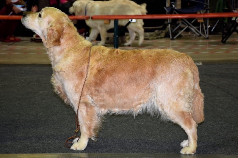 Ch veteran ghalia (Sans Affixe) - 2 excellent classe veteran