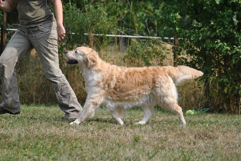 Ch veteran ghalia (Sans Affixe) - 1er Excellent