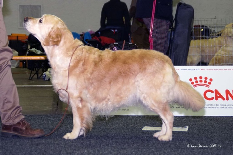 Ch veteran ghalia (Sans Affixe) - 2ème Excellent