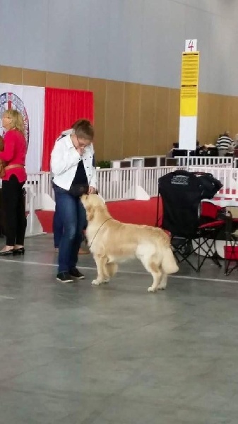 CH. Jch luc skywalker du Clos des Facons - 1er excellent CACS / CACIB / BOS iner 17 mois