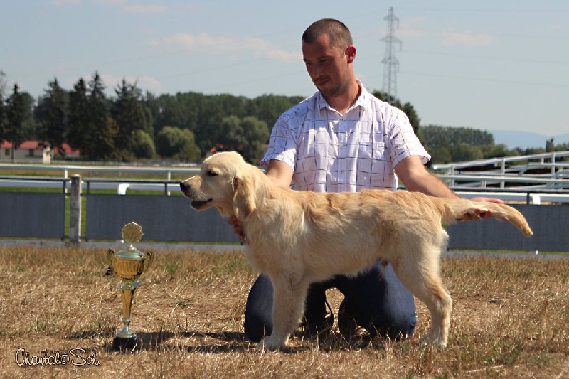 CH. Jch luc skywalker du Clos des Facons - 1 Très Prometteur, Meilleur Bébé Mâle, Meilleur Espoir Mâle