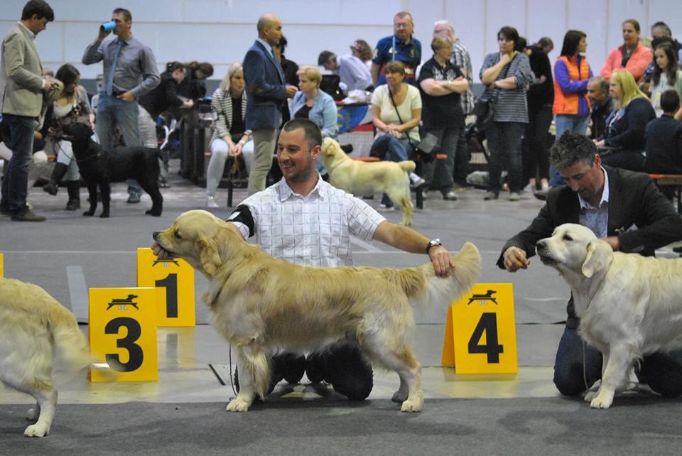 CH. Jch luc skywalker du Clos des Facons - 3ème Excellent