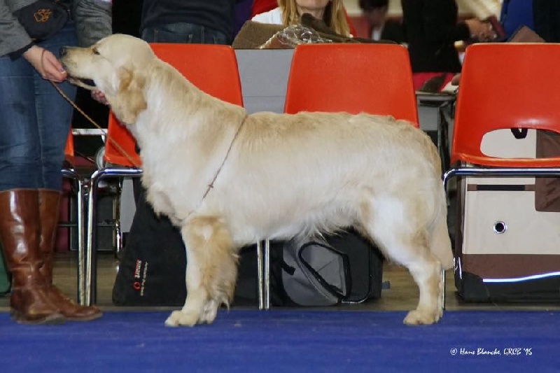 CH. Jch luc skywalker du Clos des Facons - 5 Excellent shortlisted