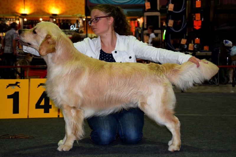 CH. Jch luc skywalker du Clos des Facons - 2eme excellent R-CACL intermediaire 17 mois