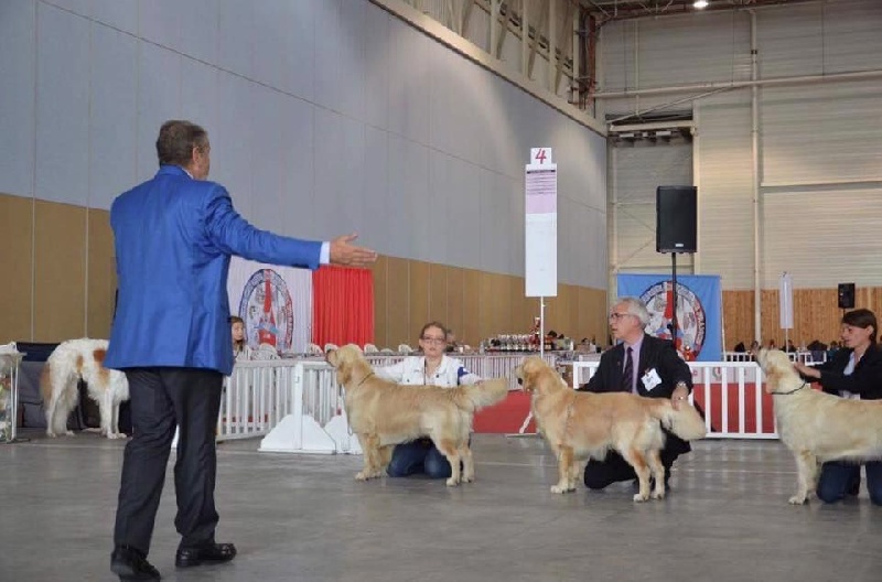 CH. Jch luc skywalker du Clos des Facons - 1er excellent CACS / BOS (intermédiaire 17 mois)