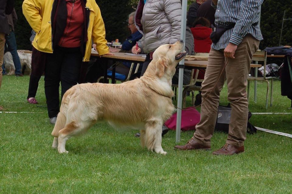 CH. Jch luc skywalker du Clos des Facons - 1 excellent