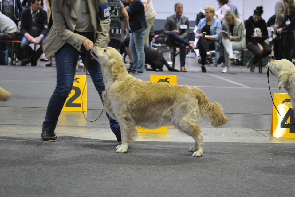 Ch veteran ghalia (Sans Affixe) - 2ème excellent Vétéran