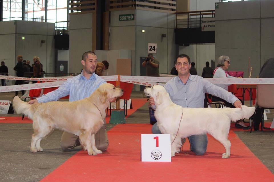 CH. Jch luc skywalker du Clos des Facons - 1er excellent classe inter