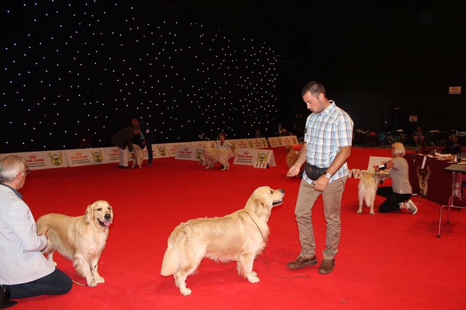 CH. Jch luc skywalker du Clos des Facons - 3 excellent