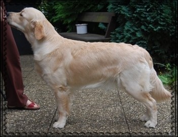 Ch veteran ghalia (Sans Affixe) - BOBJ Meilleure Jeune (pas de ring d'honneur jeune)