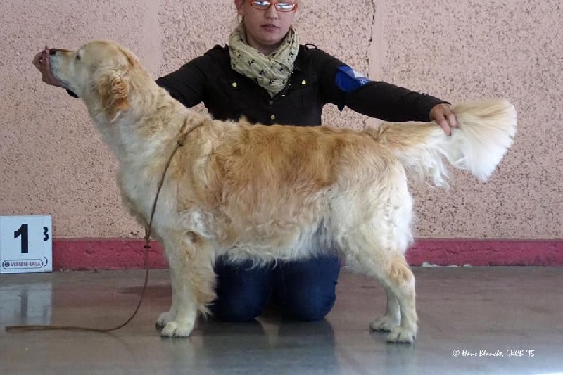 Ch veteran ghalia (Sans Affixe) - 1 Excellent - Meilleur Vétéran Golden