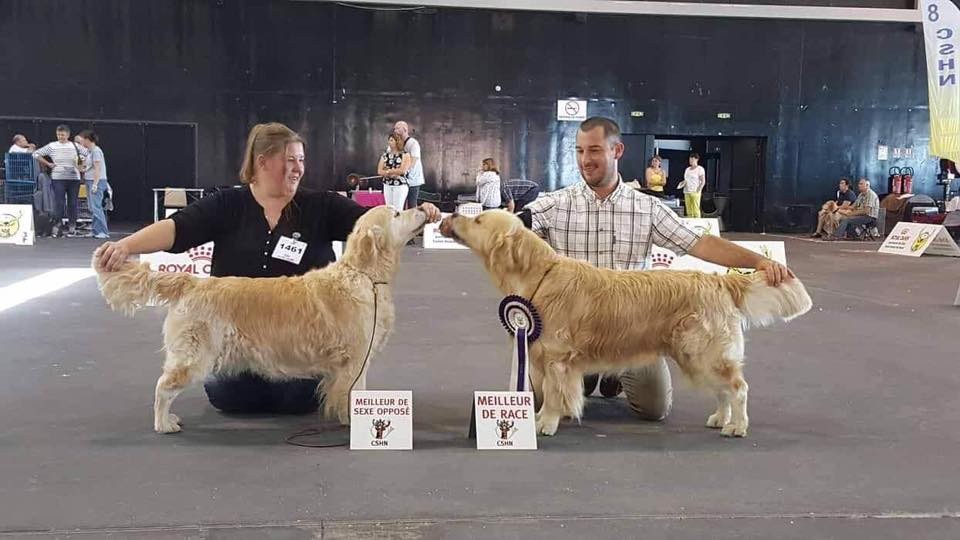 CH. Jch luc skywalker du Clos des Facons - 1 er CACS CACIB BOB BOG3