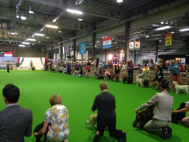CH. Jch luc skywalker du Clos des Facons - 1er Très Prometteur, Meilleur Bébé, 3ème Best in Show Bébé