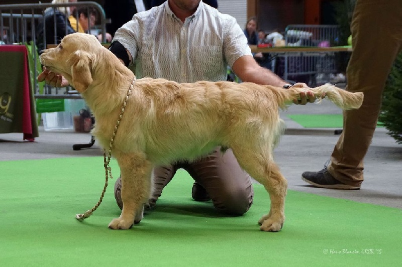 CH. Jch luc skywalker du Clos des Facons - 1 Très Prometteur - Meilleur Bébé Golden