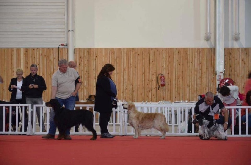 Ch veteran ghalia (Sans Affixe) - Meilleur Vétéran