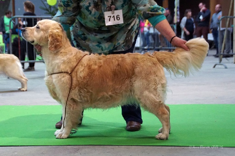 Ch veteran ghalia (Sans Affixe) - 1 Excellent - Meilleur Vétéran Golden