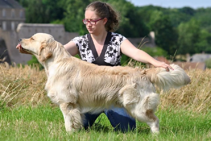 CH. Jch luc skywalker du Clos des Facons - Apte àla reproduction