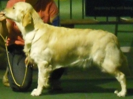 Ch veteran ghalia (Sans Affixe) - 4ème Excellent