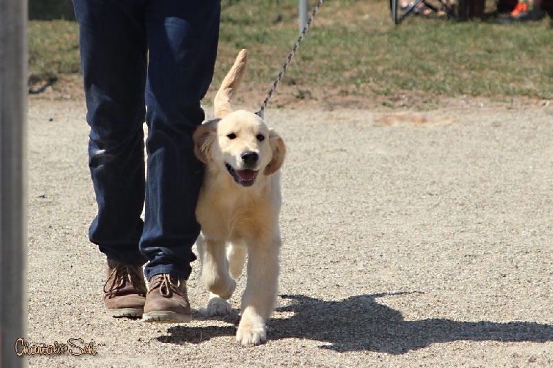 CH. Jch luc skywalker du Clos des Facons - 2ème Très Prometteur