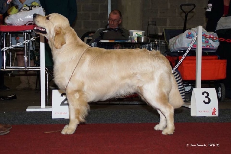 CH. Jch luc skywalker du Clos des Facons - 2 excellent classe jeune