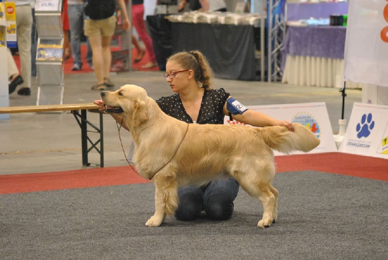 CH. Jch luc skywalker du Clos des Facons - Excellent (22 chiens) classe jeune