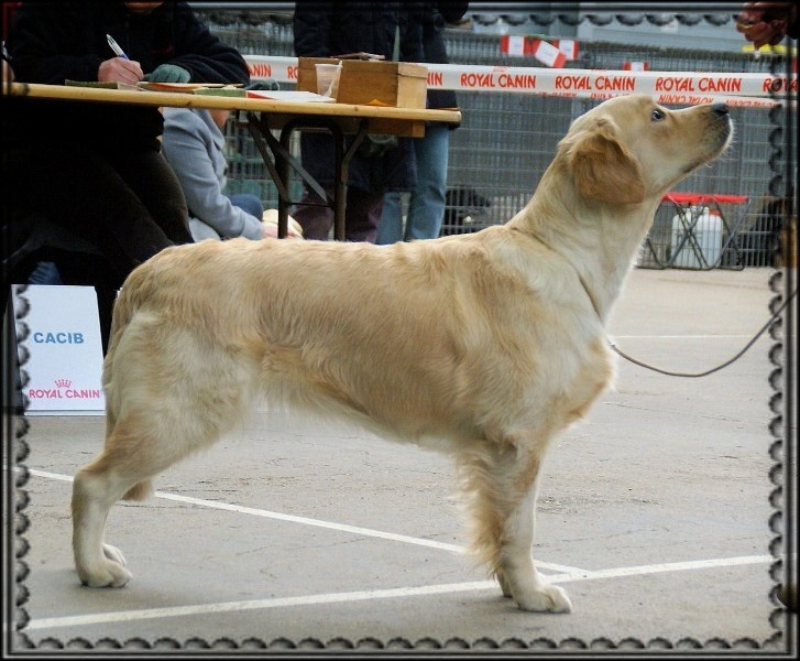 Ch veteran ghalia (Sans Affixe) - Excellent