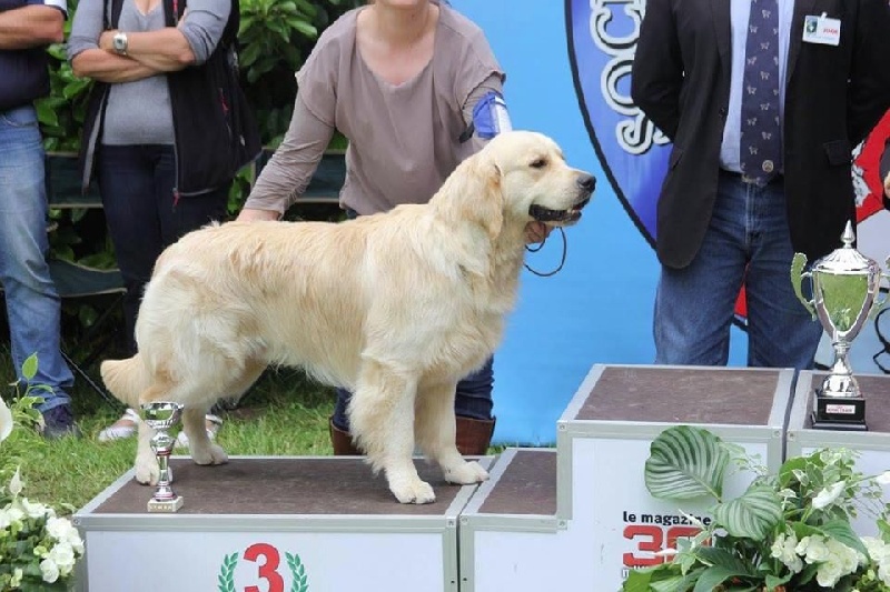 CH. Jch luc skywalker du Clos des Facons - 1 excellent, BOB jeune, BOB adulte, BOG3 adulte