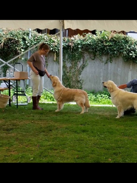 CH. Jch luc skywalker du Clos des Facons - 1 excellent VDH (intermédiaire)