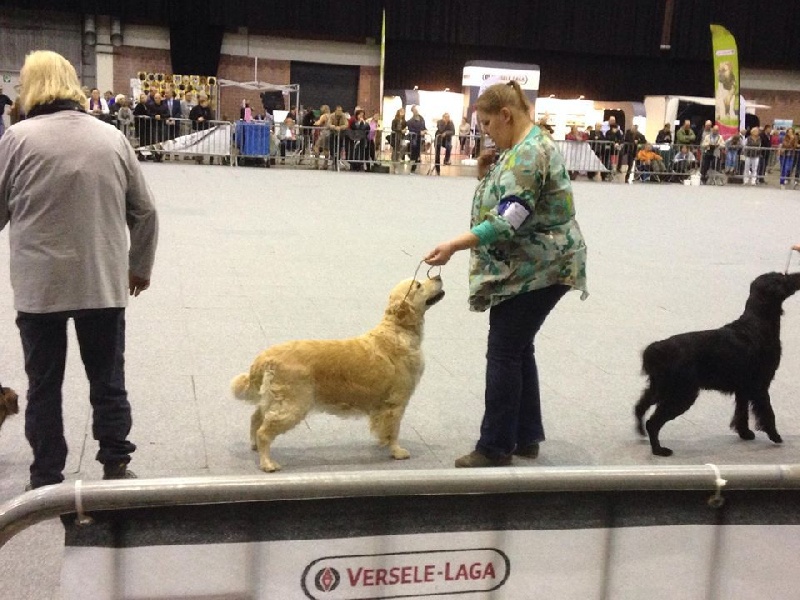 Ch veteran ghalia (Sans Affixe) - 1 Excellent - Meilleur Vétéran Golden