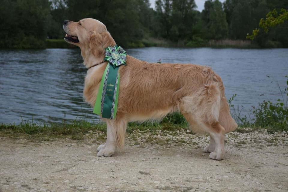 CH. Jch luc skywalker du Clos des Facons - 1 CACS BOB