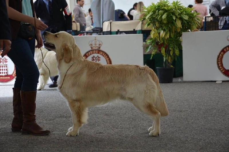 CH. Jch luc skywalker du Clos des Facons - 4 Excellent classe Jeune