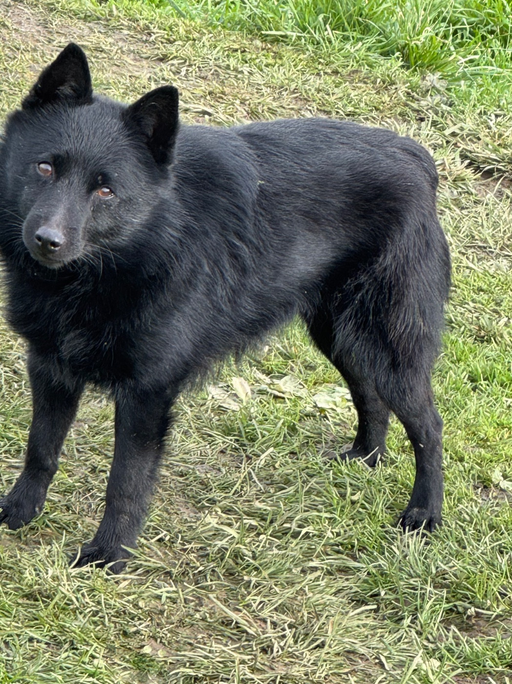 Publication : du Mas de Valaurine